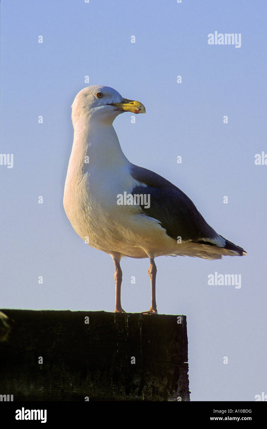 Sea Gull 2 Banque D'Images