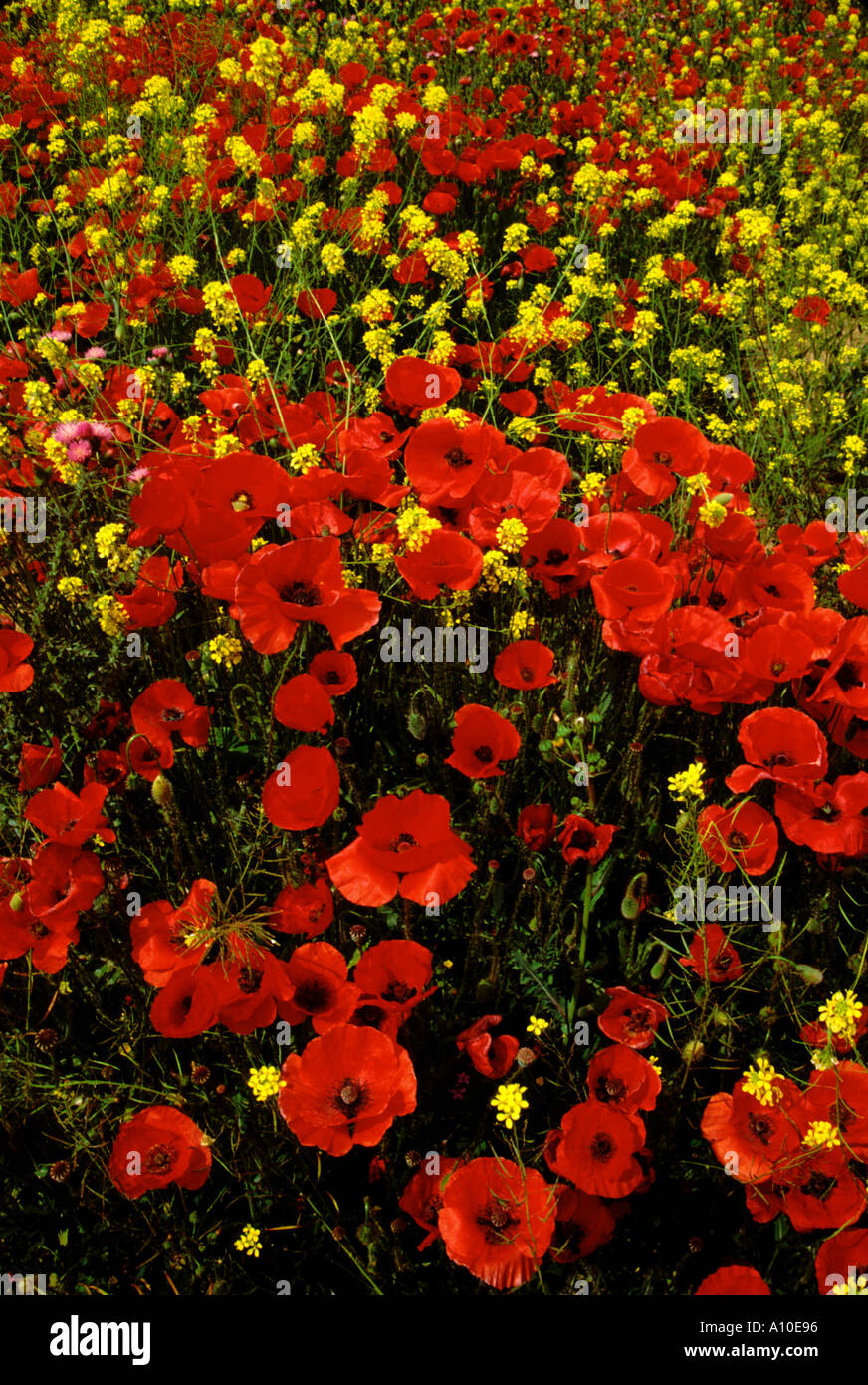 Fleurs sauvages, Andalousie, Espagne Banque D'Images