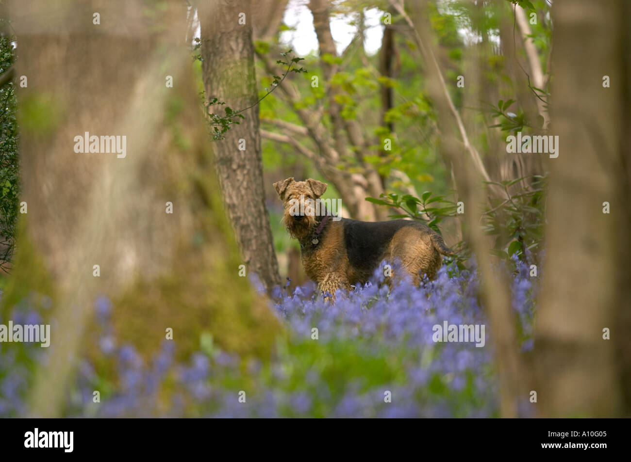 Airedale chien en bois bluebell Banque D'Images