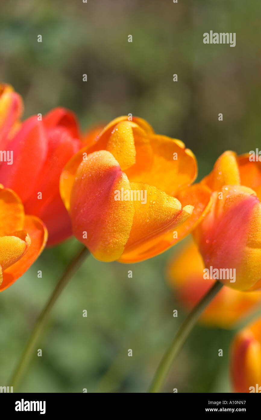 Tulipes rouges et Orange UK Norfolk Banque D'Images