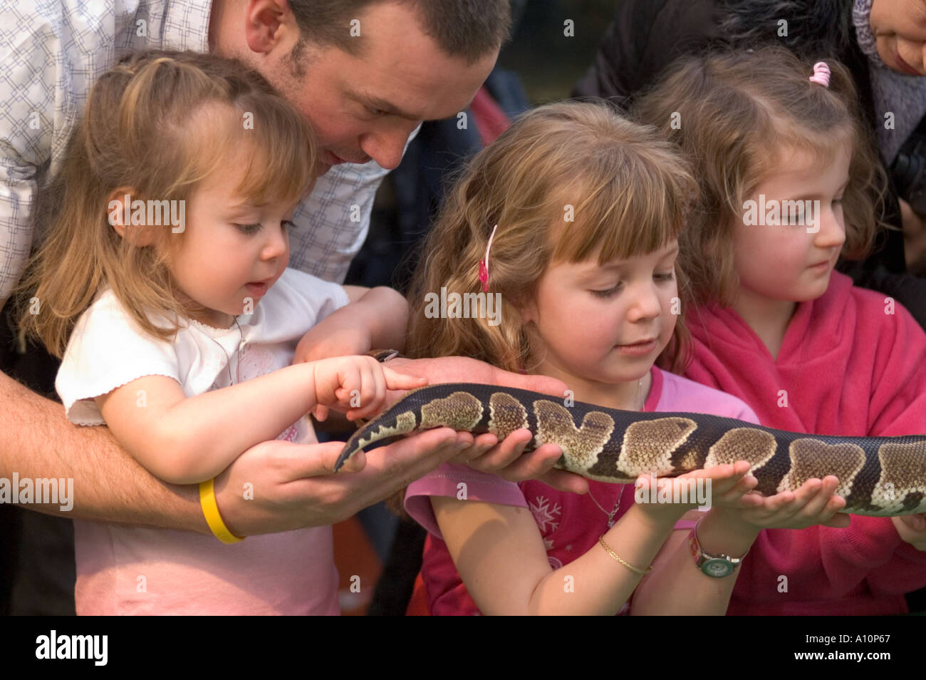 Les enfants apprennent à manipuler les animaux et conquérir les phobies à Butterfly World près d'Édimbourg Royaume-uni Python royal Banque D'Images