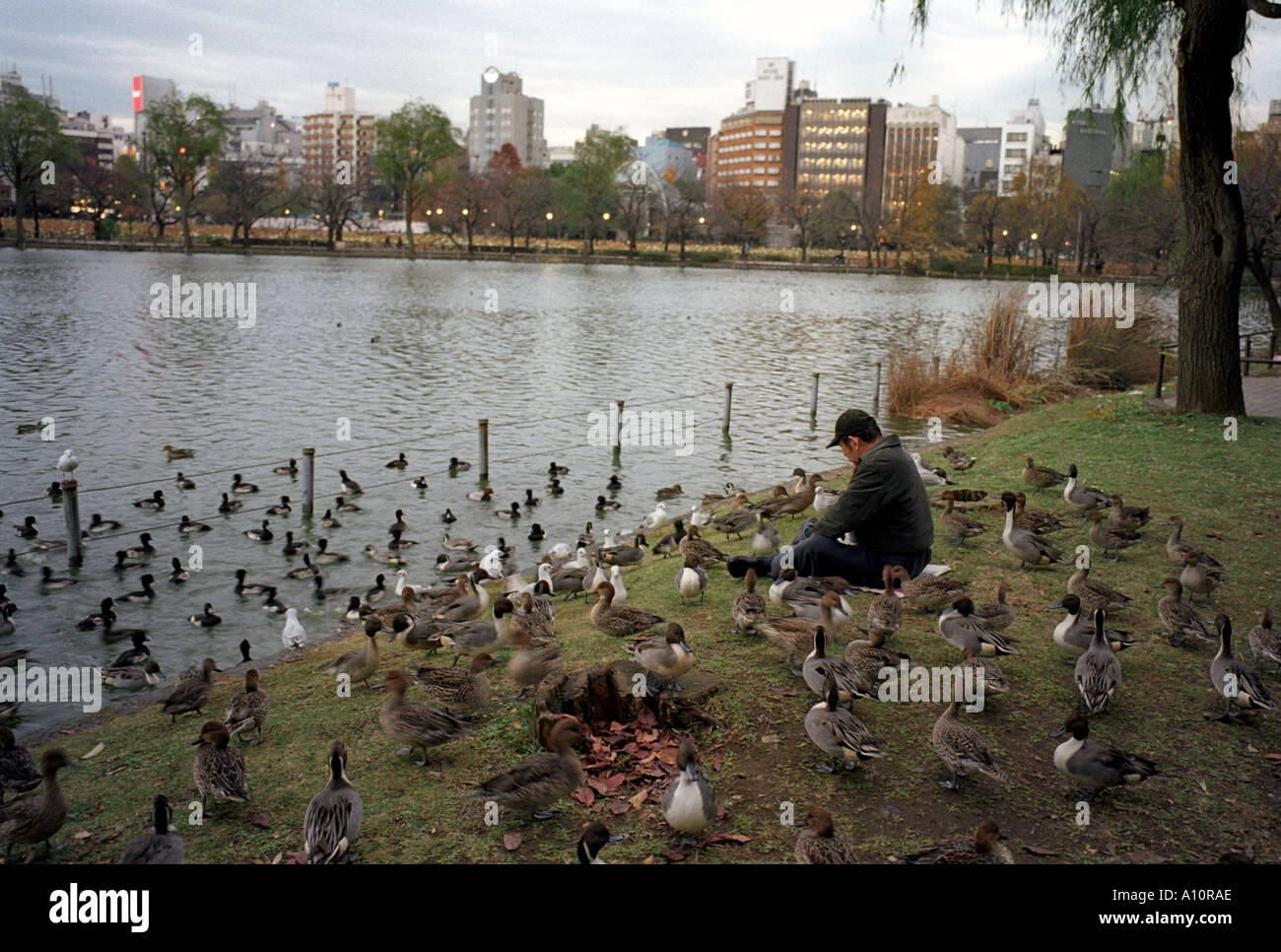 Un homme rss canards dans le parc Ueno Tokyo à la fin de la journée Banque D'Images