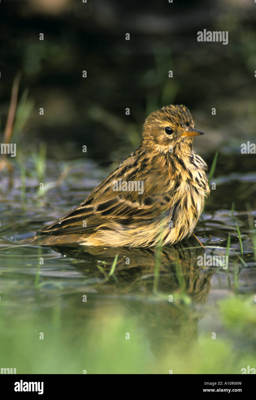 Meadow pipit spioncelle Anthus pratensis Kit bain Hill Cornwall Banque D'Images