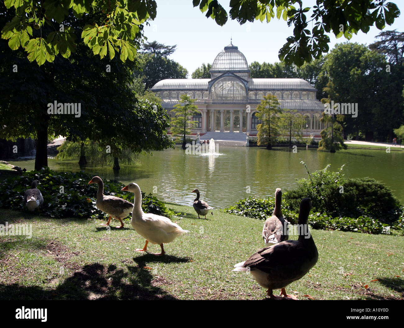 Jardines de Madrid Parque del Buen Retiro de Madrid Palacio de Cristal Chrystal Palace pavillon de verre Troupeau d'oies dans les ouvrages Banque D'Images