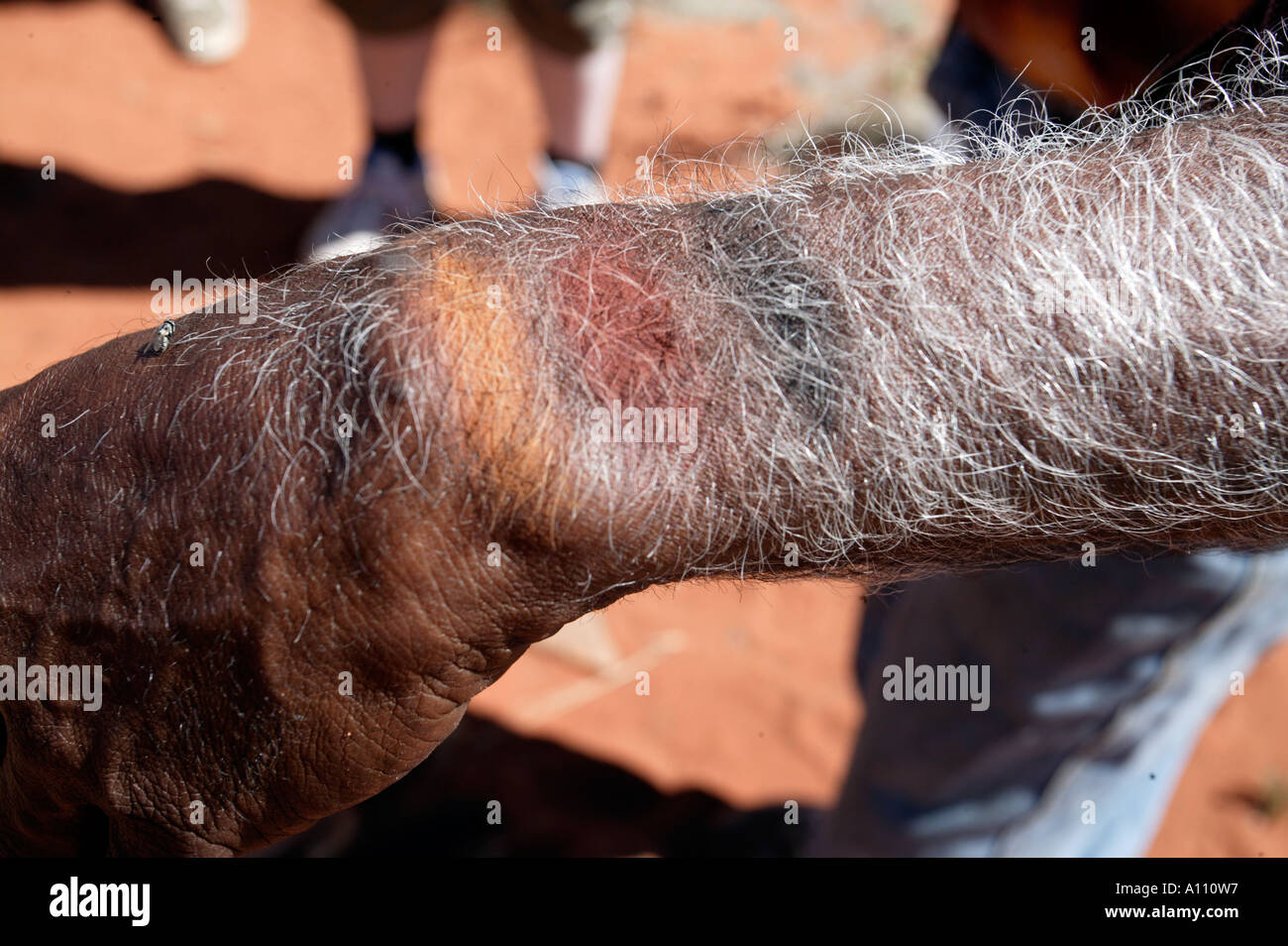 Une plante meurt naturelles autochtones montre sur son bras l'Australie du Sud terres Pitjantjara Anangu Banque D'Images