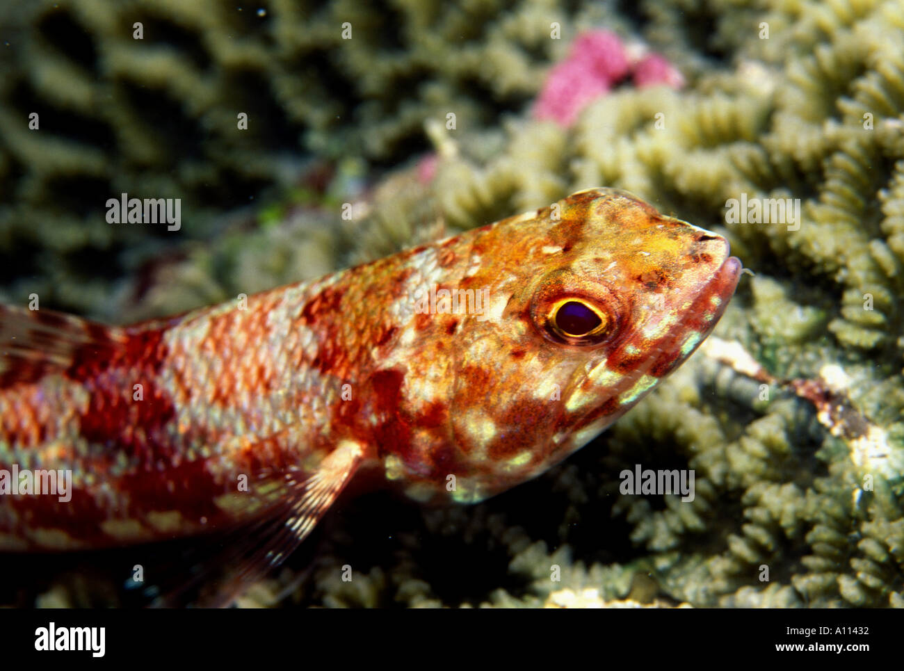 Libre D'UN LIZARDFISH VARIEGATED Synodus variegatus COMME IL ATTEND POUR UN REPAS SUR UN LIT DE Coraux durs DANS LES EAUX DE PALAU Banque D'Images Libre D'UN LIZARDFISH VARIEGATED Synodus variegatus COMME IL ATTEND POUR UN REPAS SUR UN LIT DE Coraux durs DANS LES EAUX DE PALAU Banque D'Images