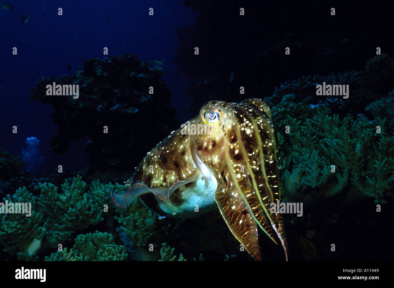 Libre d'une seiche Sepia latimanus ALORS QU'IL plane au-dessus d'un récif de corail DANS LES ILES SALOMON Banque D'Images Libre d'une seiche Sepia latimanus ALORS QU'IL plane au-dessus d'un récif de corail DANS LES ILES SALOMON Banque D'Images