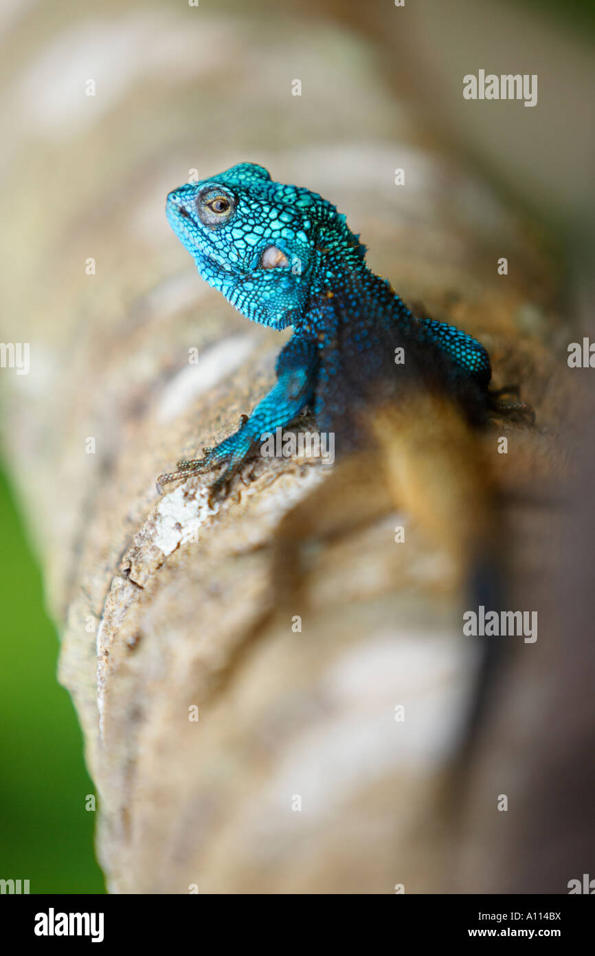 Un adulte lézard gamma s'accroche à une branche d'arbre dans la vallée de Semliki Forest de l'ouest de l'Ouganda. Banque D'Images