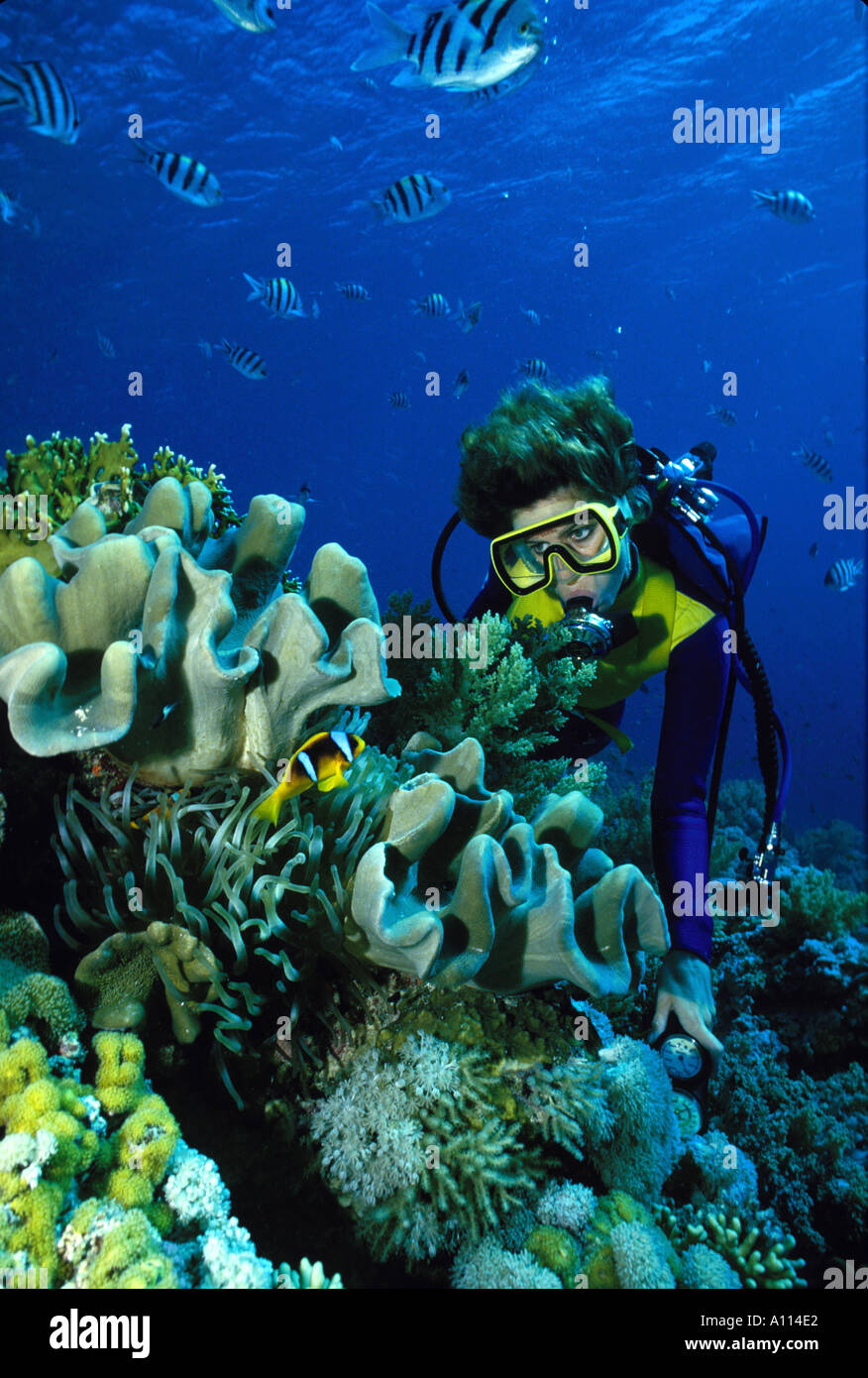 Un plongeur FEMELLE ET UN PETIT OEIL AU MILIEU DE POISSONS CLOWNS STARE CORAUX CUIR ANÉMONE ET DANS LA MER ROUGE Banque D'Images