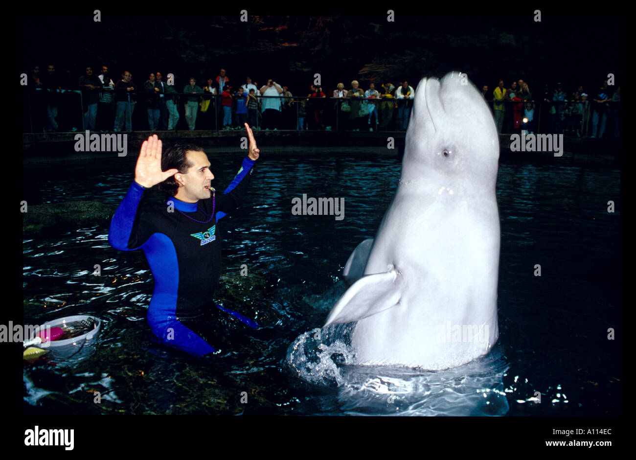 Un formateur SIGNALE UNE COMMANDE POUR UN Béluga Delphinapterus leucas DANS UN RÉSERVOIR D'EAU DOUCE À L'Aquarium de Shedd Banque D'Images