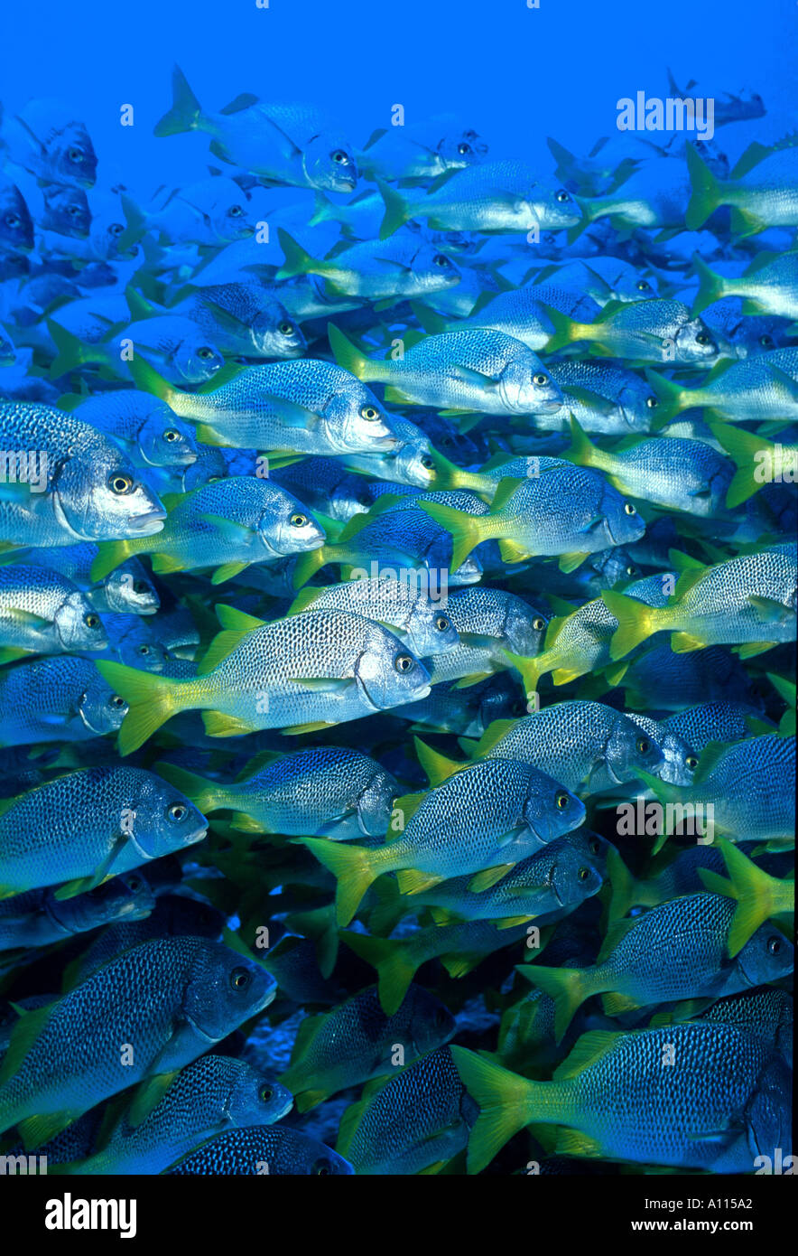 Limande GRUNTS Anisotremus interruptus la scolarité dans les îles Galapagos Banque D'Images Limande GRUNTS Anisotremus interruptus la scolarité dans les îles Galapagos Banque D'Images