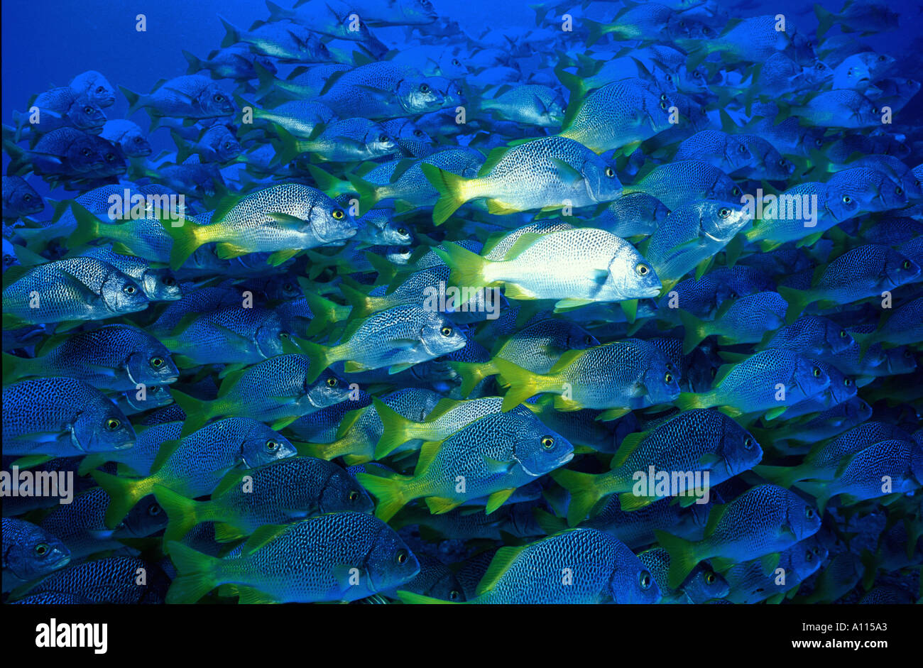 Limande GRUNTS Anisotremus interruptus la scolarité dans les îles Galapagos Banque D'Images Limande GRUNTS Anisotremus interruptus la scolarité dans les îles Galapagos Banque D'Images