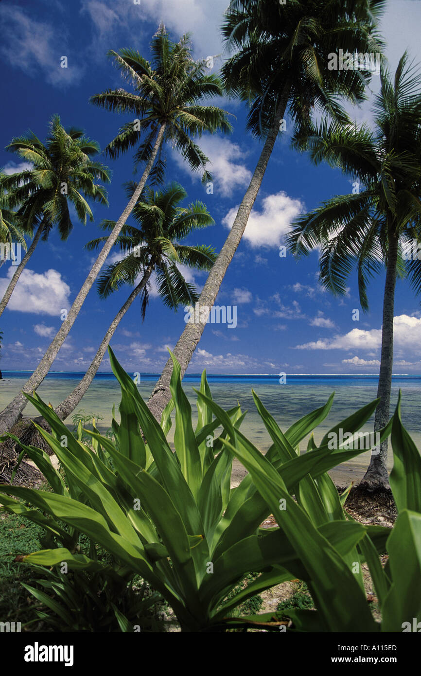 Vue sur la lagune et palmiers Huahine Island South Pacific Banque D'Images