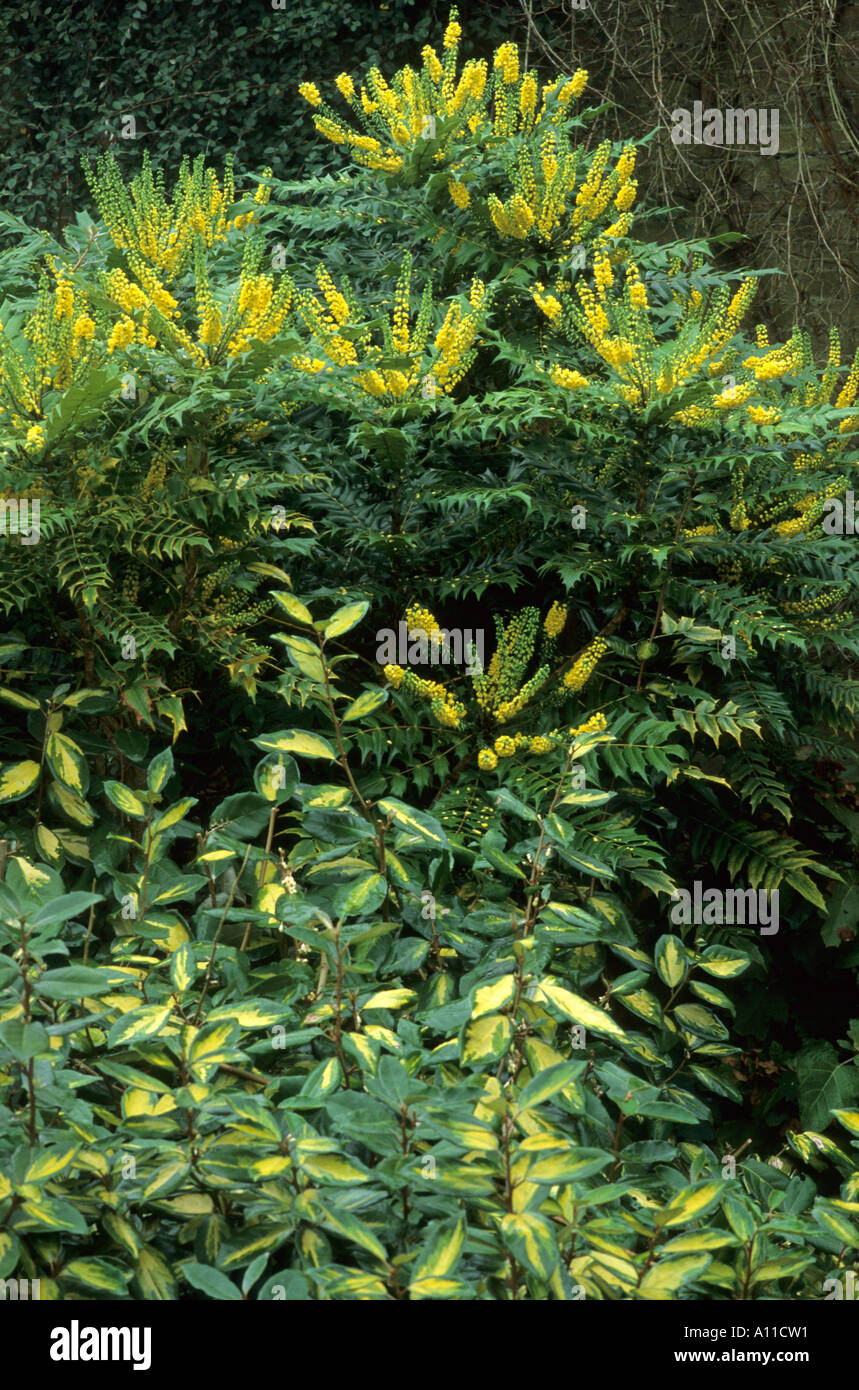 Mahonia x media 'Winter Sun' et 'Elaeagnus Limelight' Banque D'Images