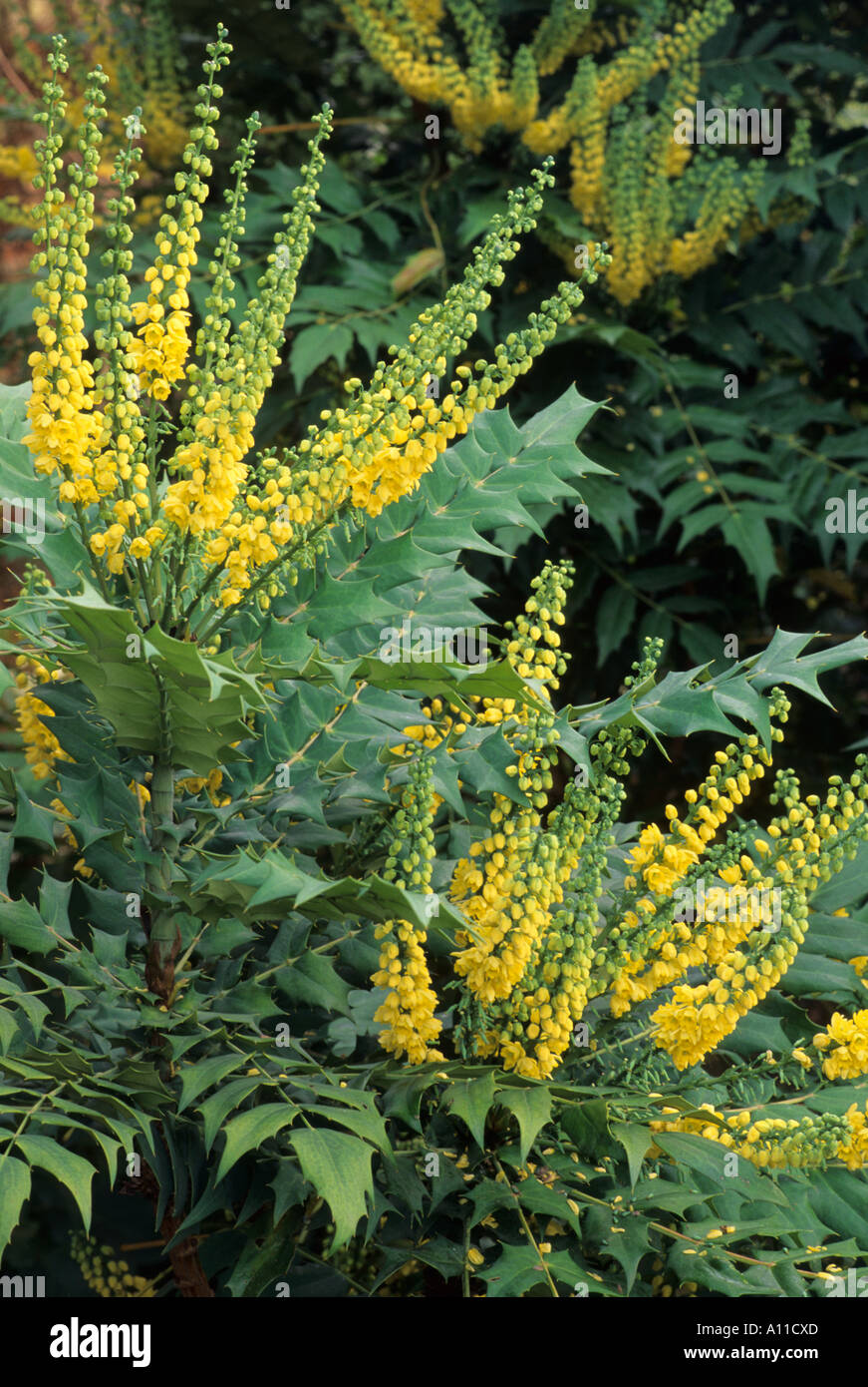 Mahonia x media 'Winter Sun', mahonias Banque D'Images