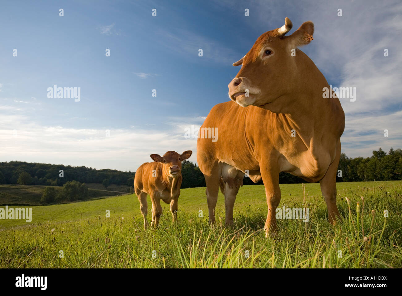 Vache limousine à pied de veau (Bos taurus domesticus). La France. Vache et son veau (Bos taurus domesticus) de race Limousine. La France. Banque D'Images