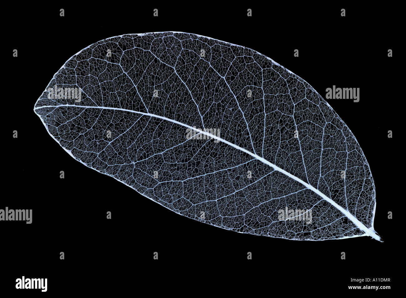 Macrophotograph d'un squelette de feuille en décomposition. Macrophotographie des nervures d'une feuille d'arbre. Banque D'Images