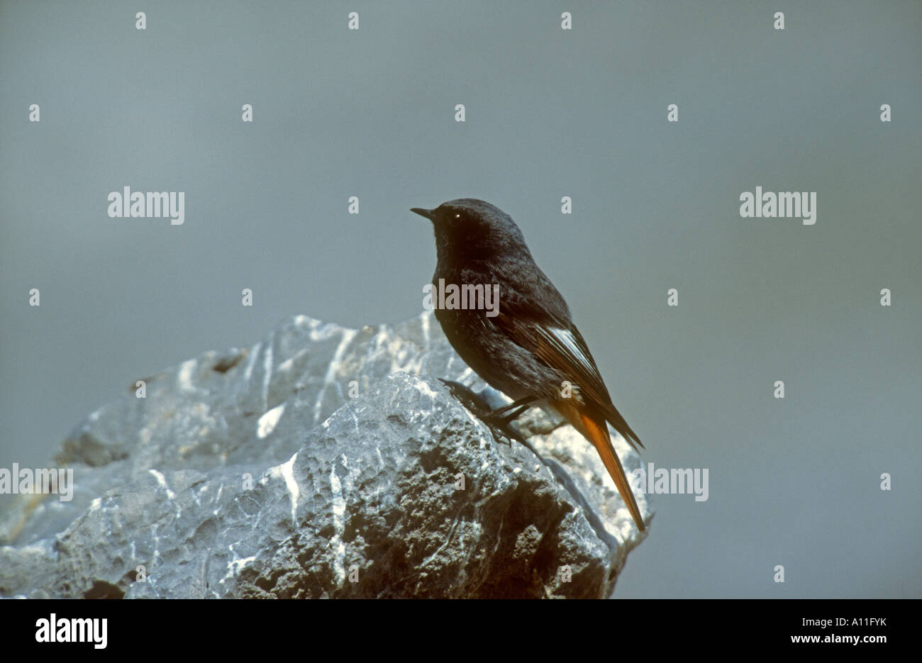 Rougequeue noir Phoenicurus ochruros mâles adultes perché sur rock montrant queue rouge, Pyrénées, France. Banque D'Images