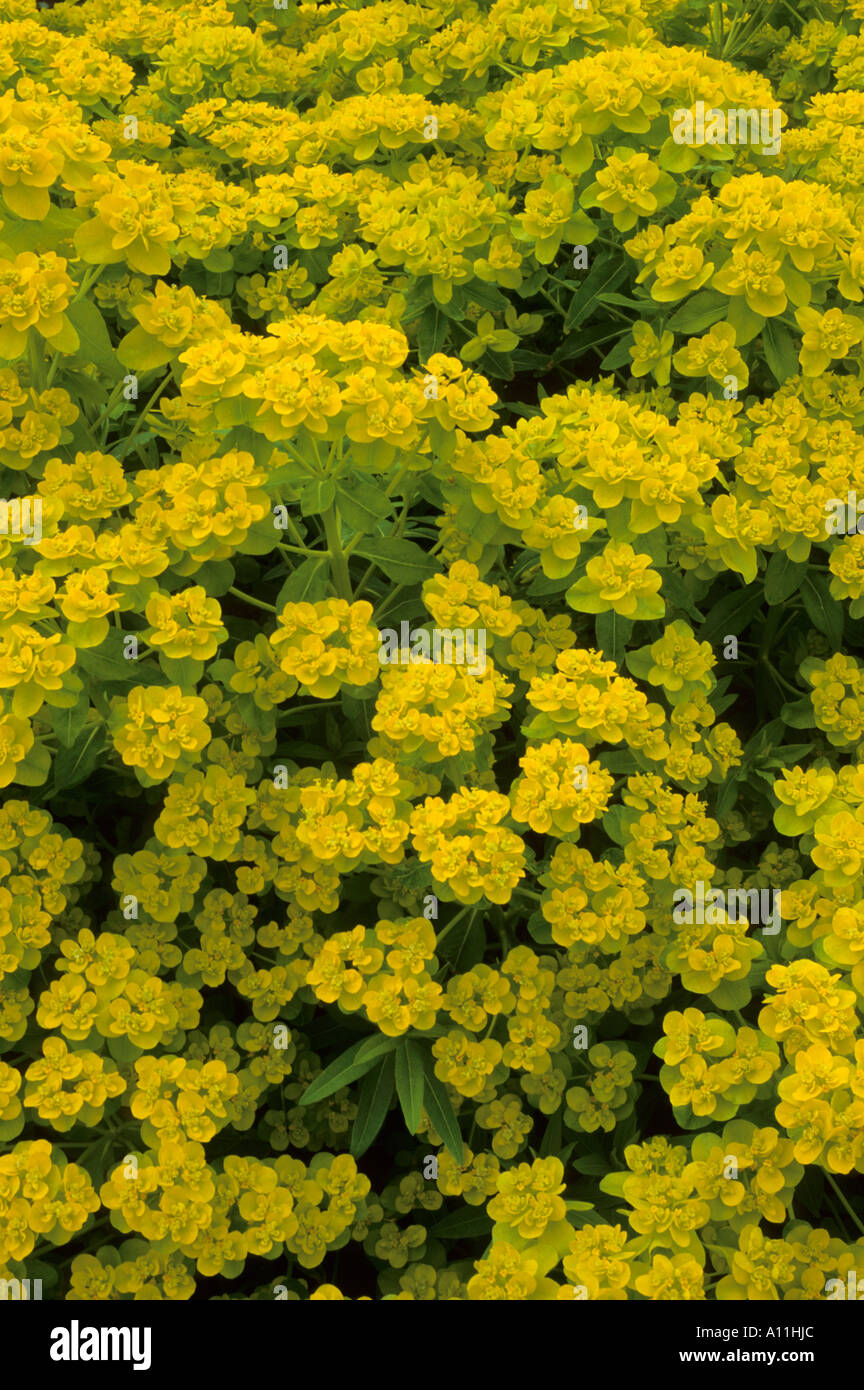 Euphorbia palustris, l'asclépiade, euphorbes, euphorbe Banque D'Images