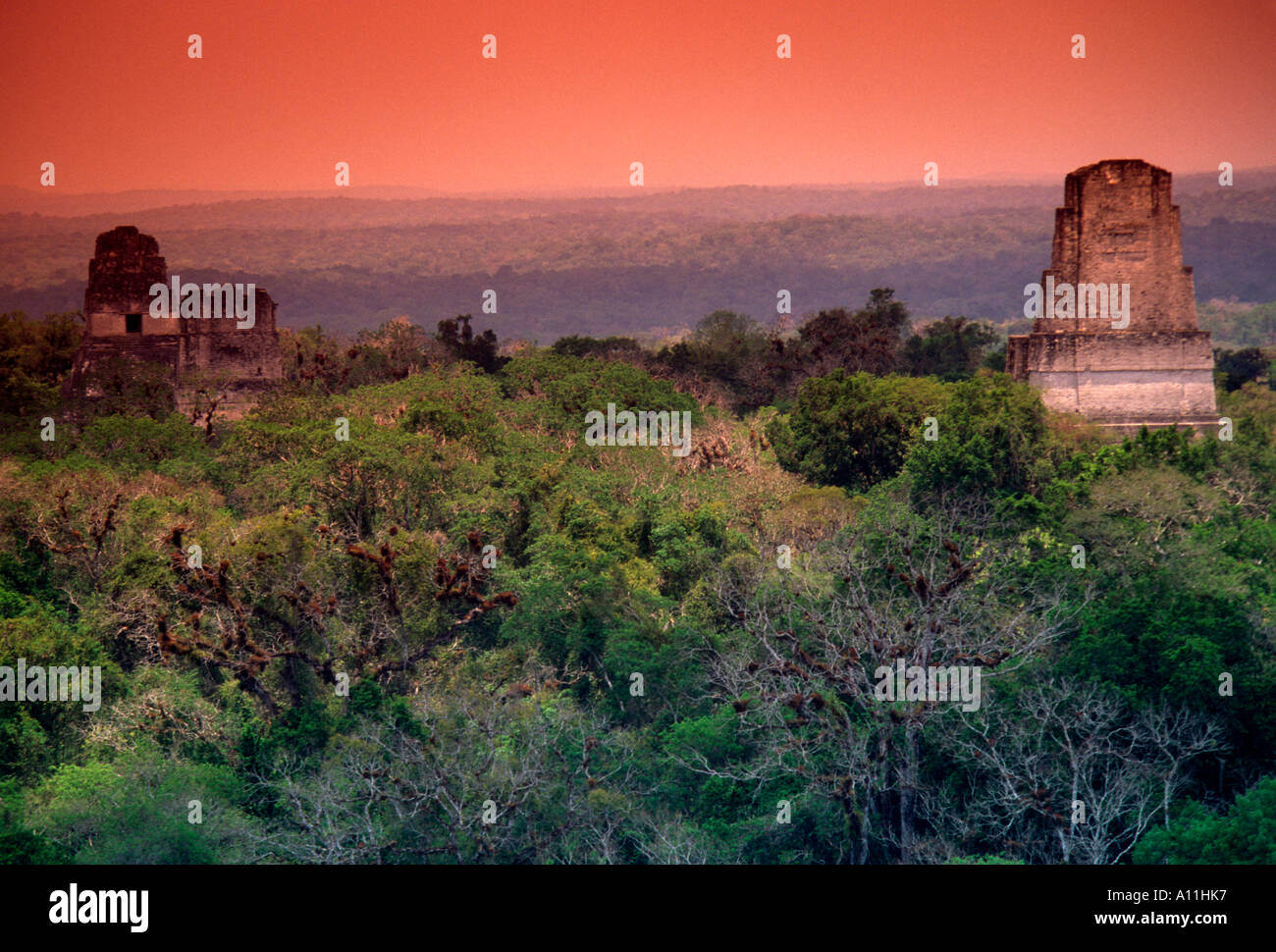 Temple, jungle, jungle canopy, Tikal, parc national de Tikal, El Petén, El Petén, Guatemala Ministère Banque D'Images