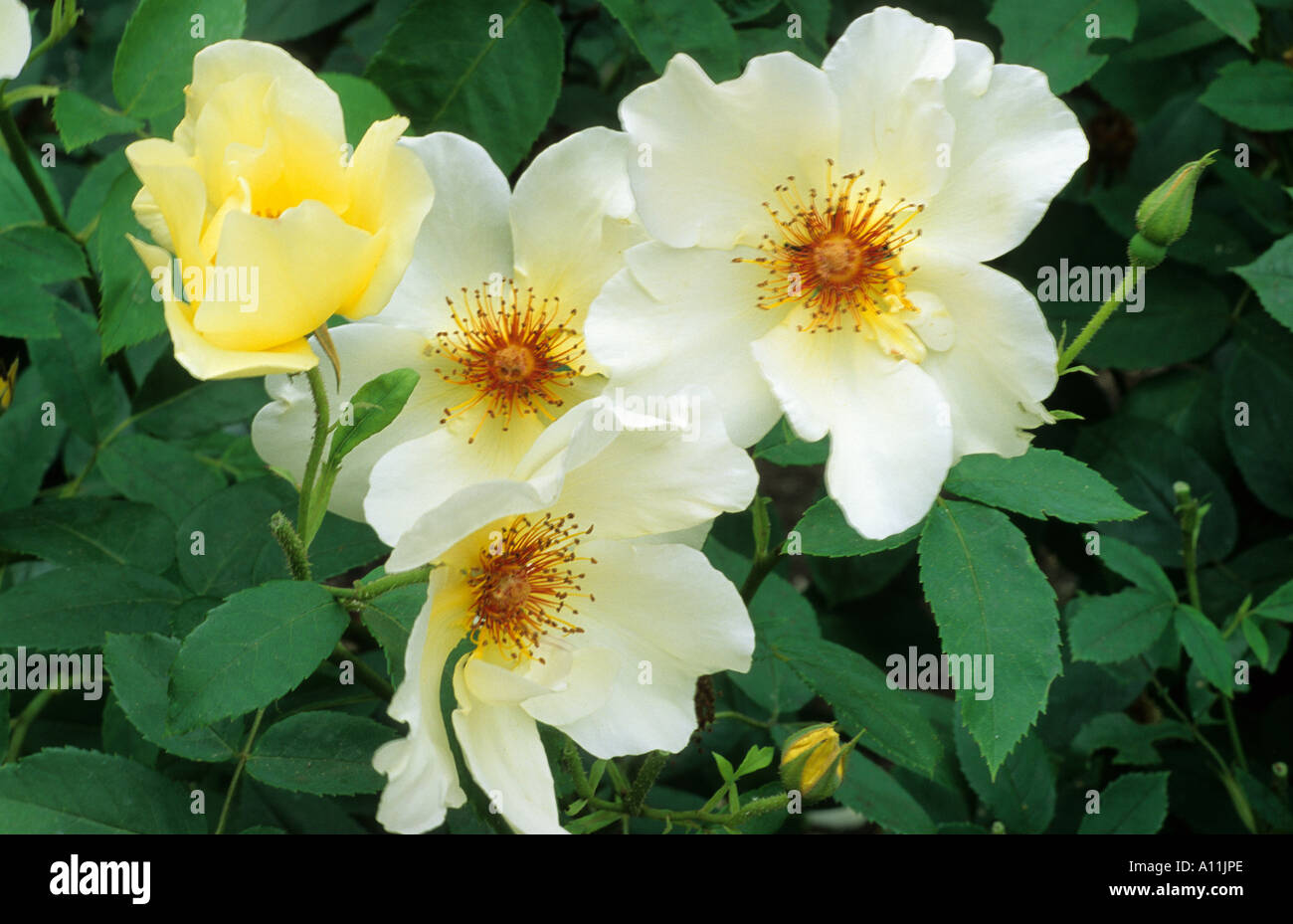 Rosa 'Golden Wings', rose, fleurs jaune pâle, roses, de l'horticulture plante de jardin Banque D'Images
