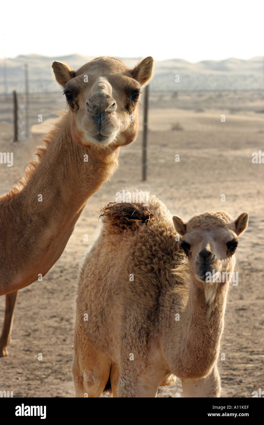 - Dromadaire Camelus dromedarius, mère et bébé chameau chameau, le désert, Abu Dhabi, UAE Middle East Banque D'Images