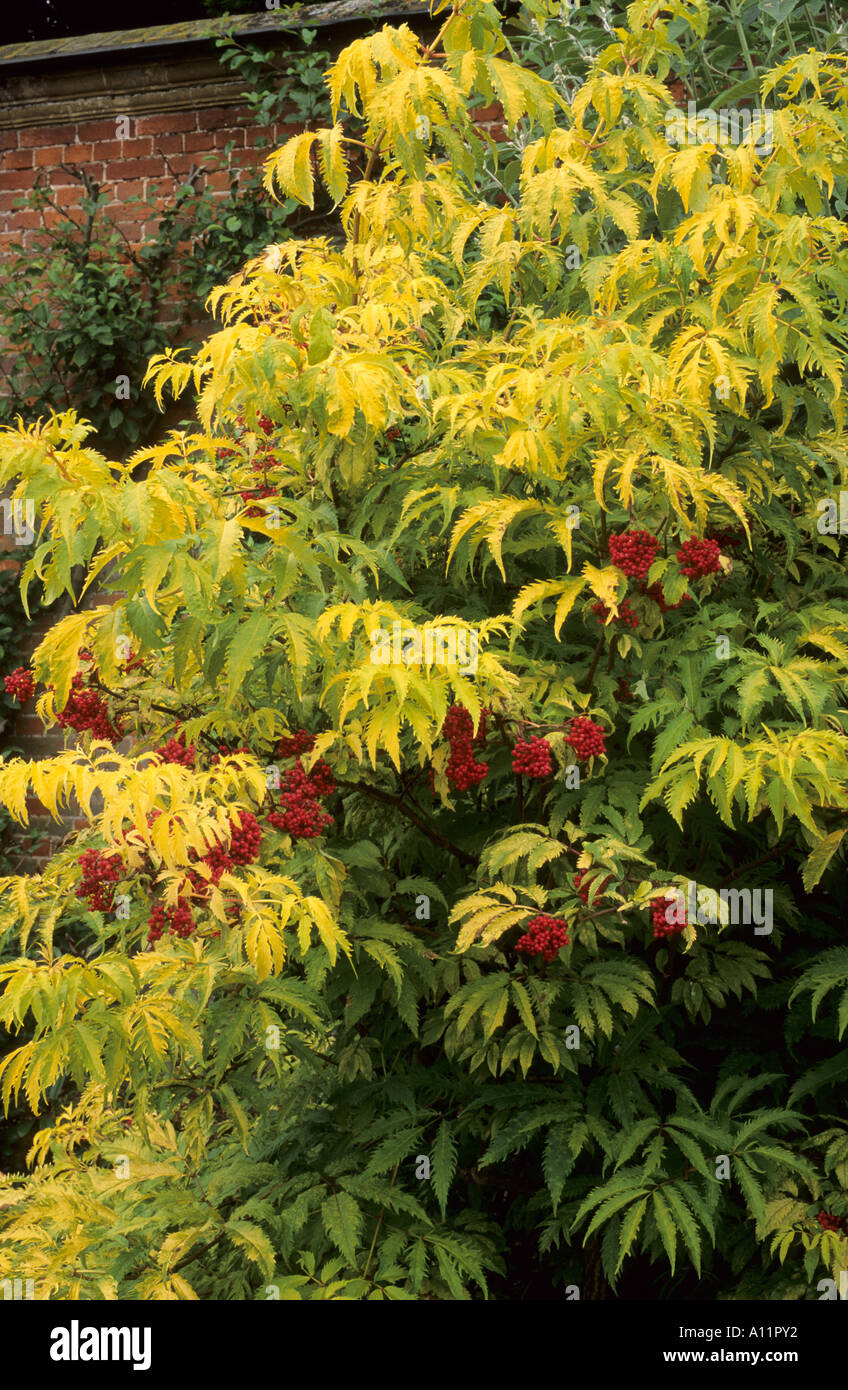 Sambucus racemosa 'Plumosa Aurea', rouge des femelles oeuvées, aîné  feuillage jaune doré, petits fruits, plantes de jardin Photo Stock - Alamy