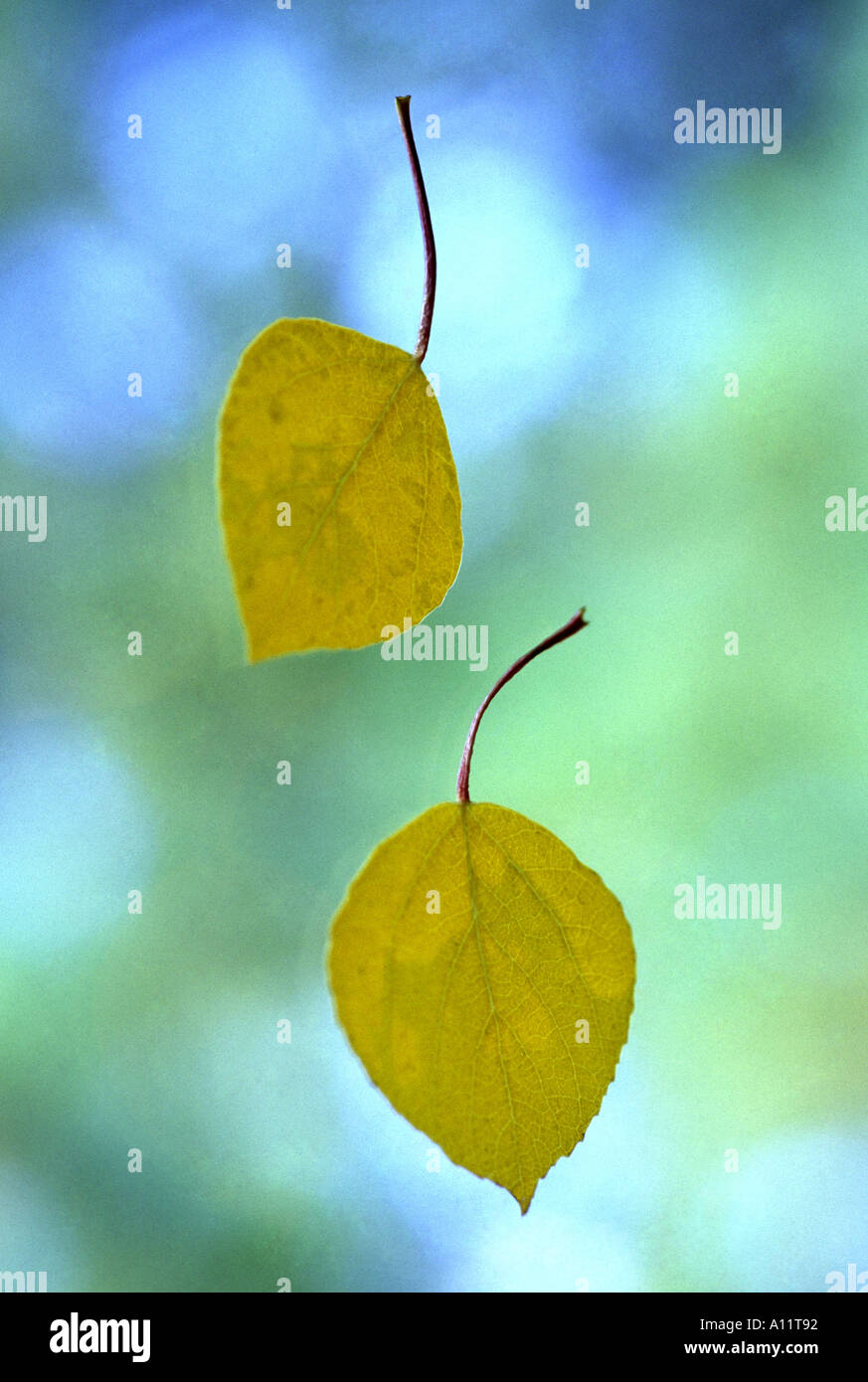 Chute de deux feuilles à l'automne d'aspen Colorado U S A Banque D'Images