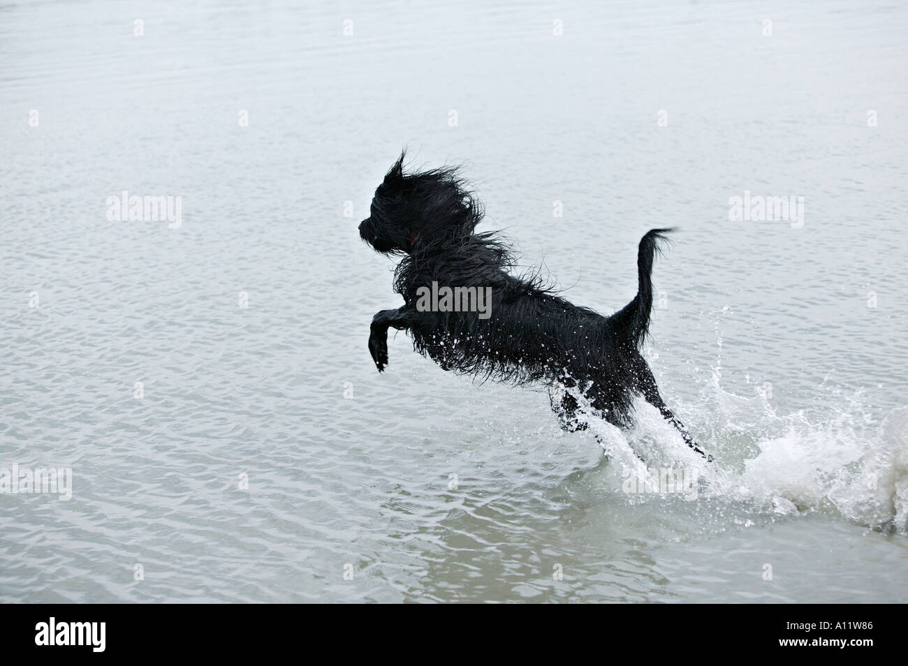 Briard chien noir bondissant hors de l'eau tout en tournant publié Banque D'Images
