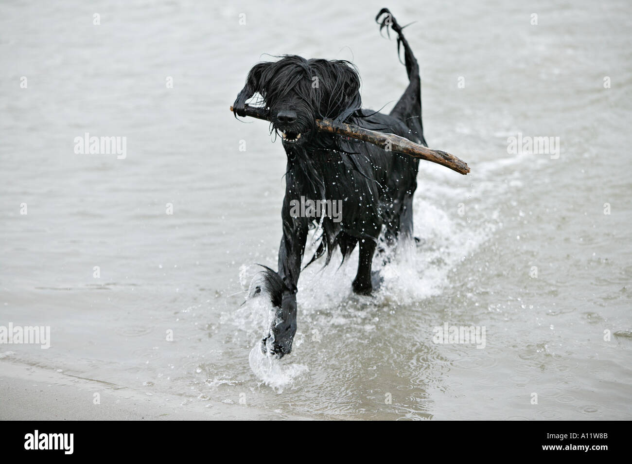 Briard chien noir qui traverse l'eau tout en portant un bâton en bois publié Banque D'Images