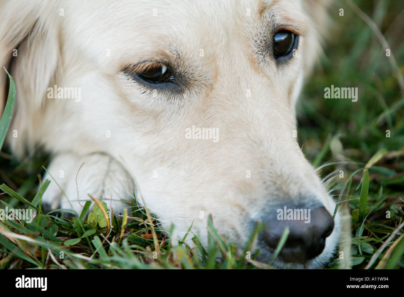 Golden Retriever chien canin animal Banque D'Images