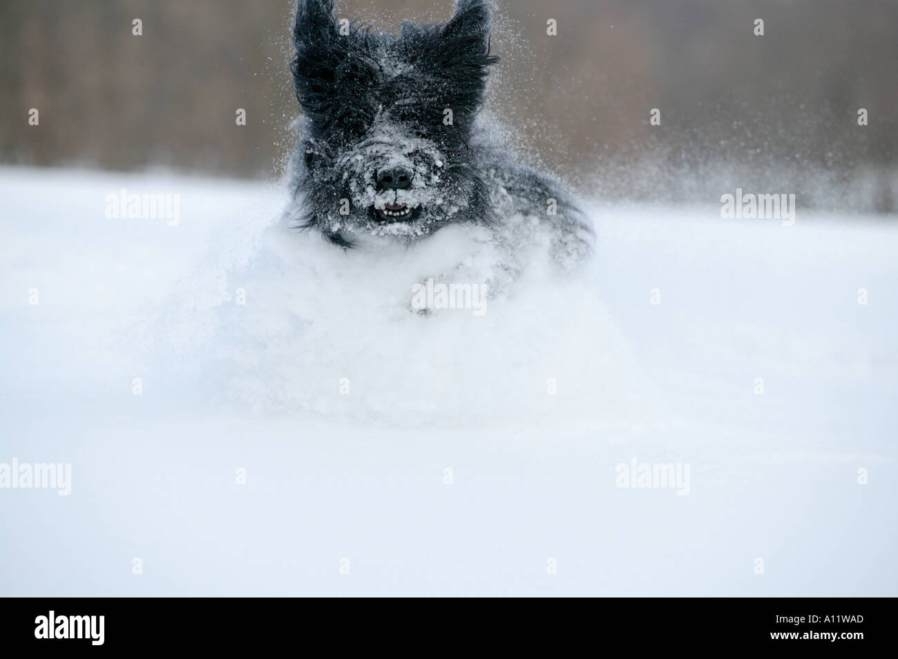 Briard chien noir courir et sauter dans la neige profonde très relâché Banque D'Images