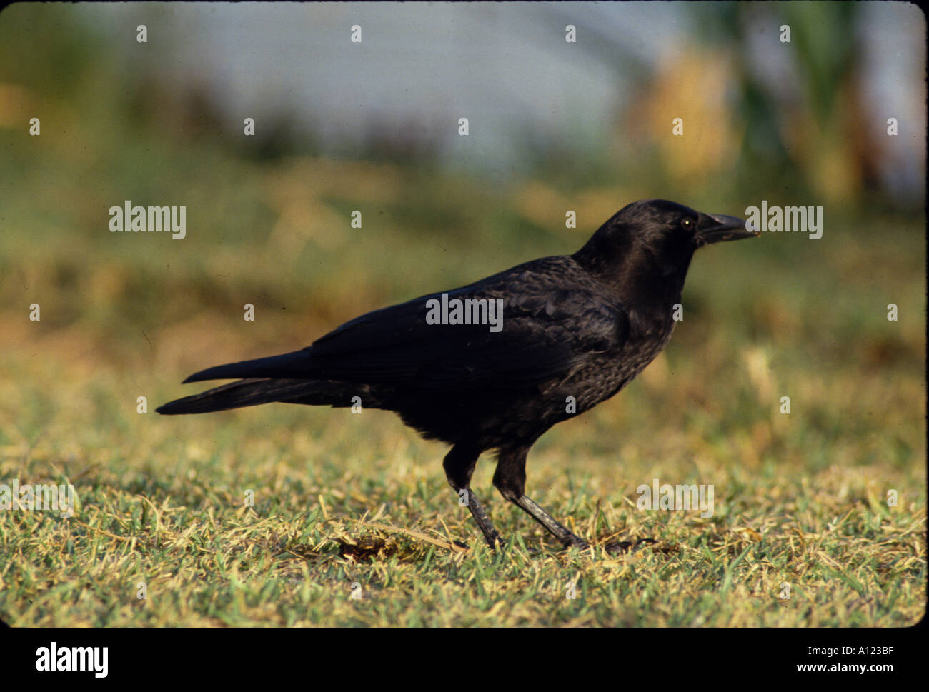 CROW CORVUS OISEAU AMÉRICAIN BRACHYRHYNCHAS LE PARC NATIONAL DES EVERGLADES EN FLORIDE USA Banque D'Images