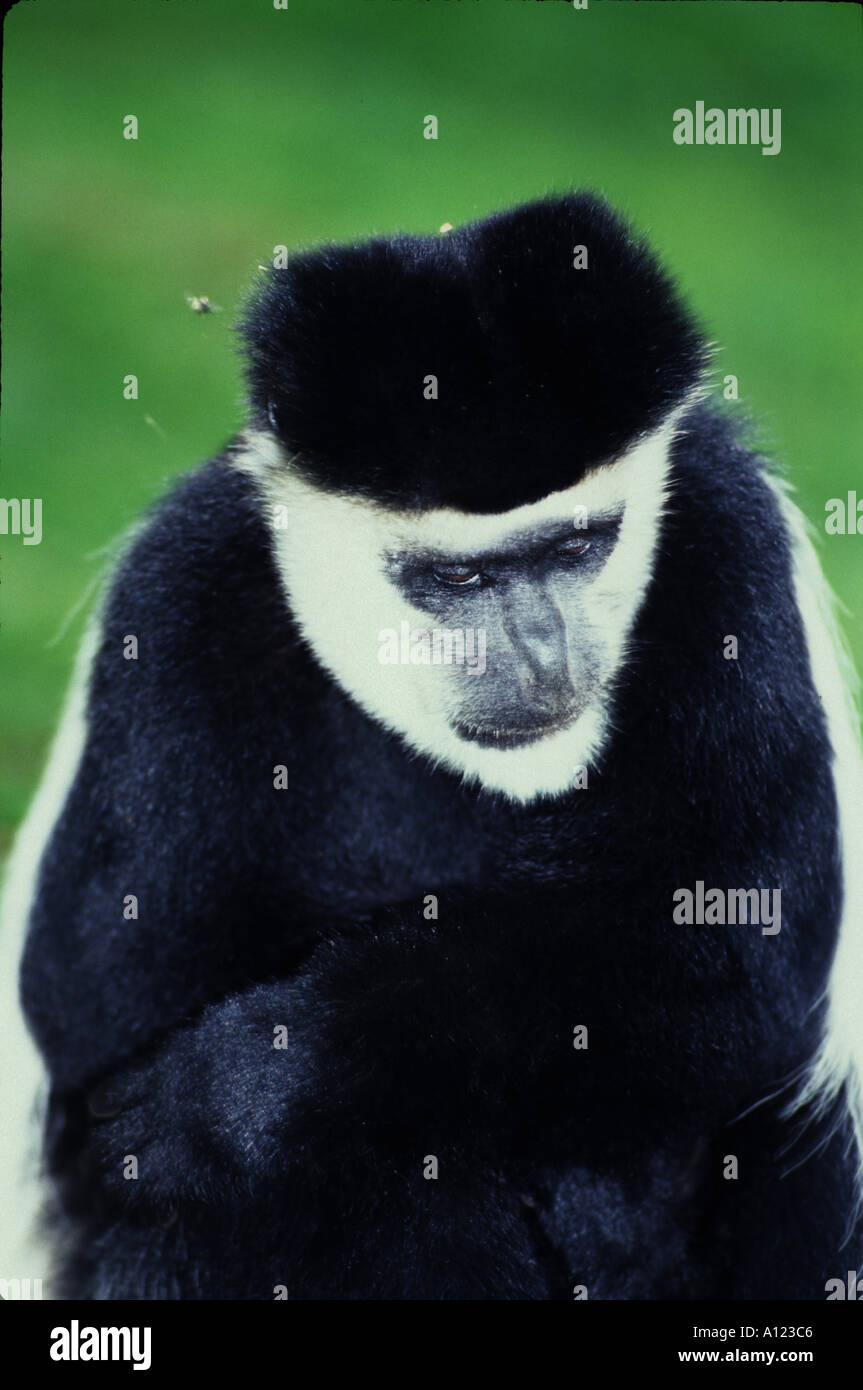 Mammifères COLOBUS NOIR ET BLANC OU GUEREZA COLOBUS GUEREZA OU ABYSSIN Banque D'Images