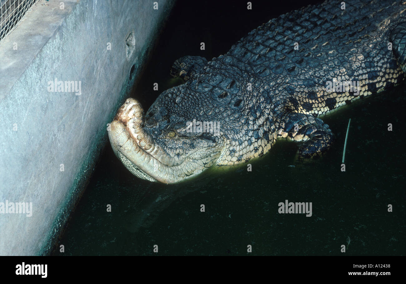 En raison de son crocodile difformes conservés dans une cage qui était trop petite Sandakan Sabah Malaisie Bornéo Banque D'Images