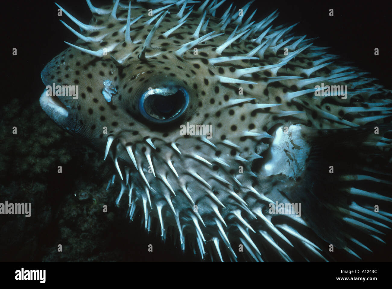 Close up d'un porc-épic Diodon hystrix poisson-globe gonflée de nuit Sanganeb Soudan Red Sea Reef Banque D'Images