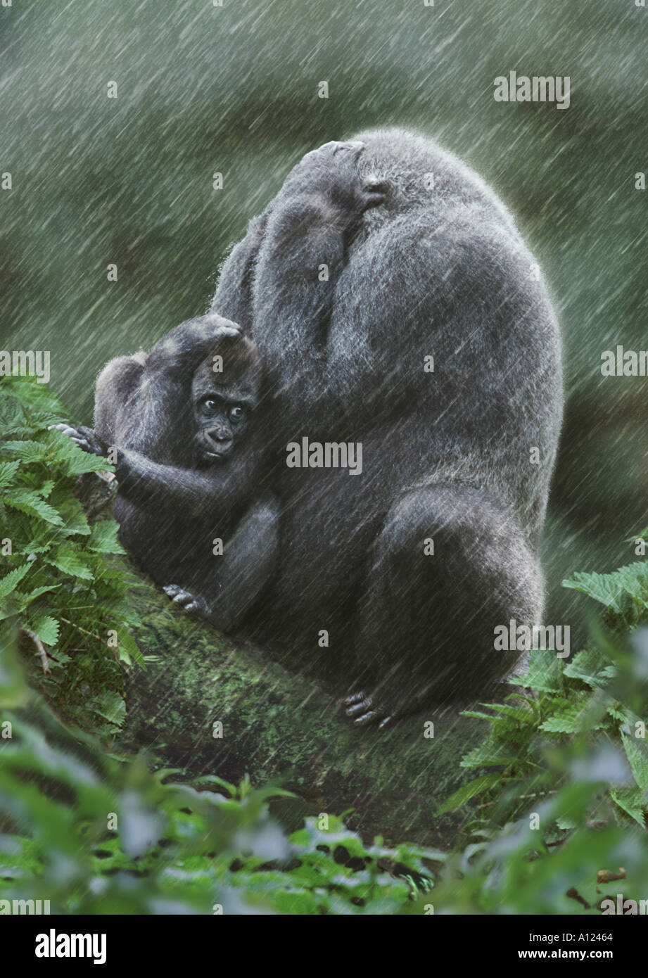 La mère et le bébé gorille dans la pluie Banque D'Images