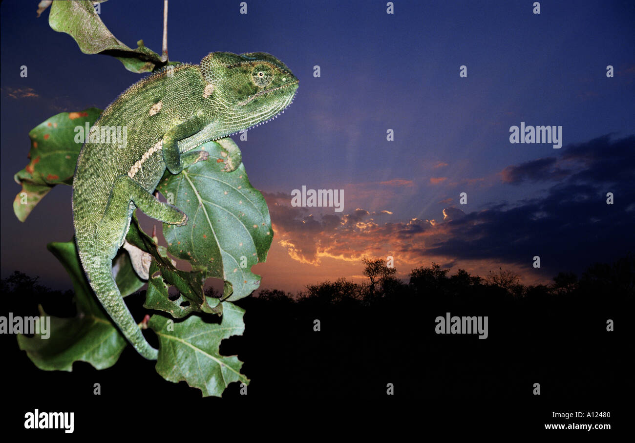 Kapama caméléon Game Reserve Afrique du Sud Banque D'Images