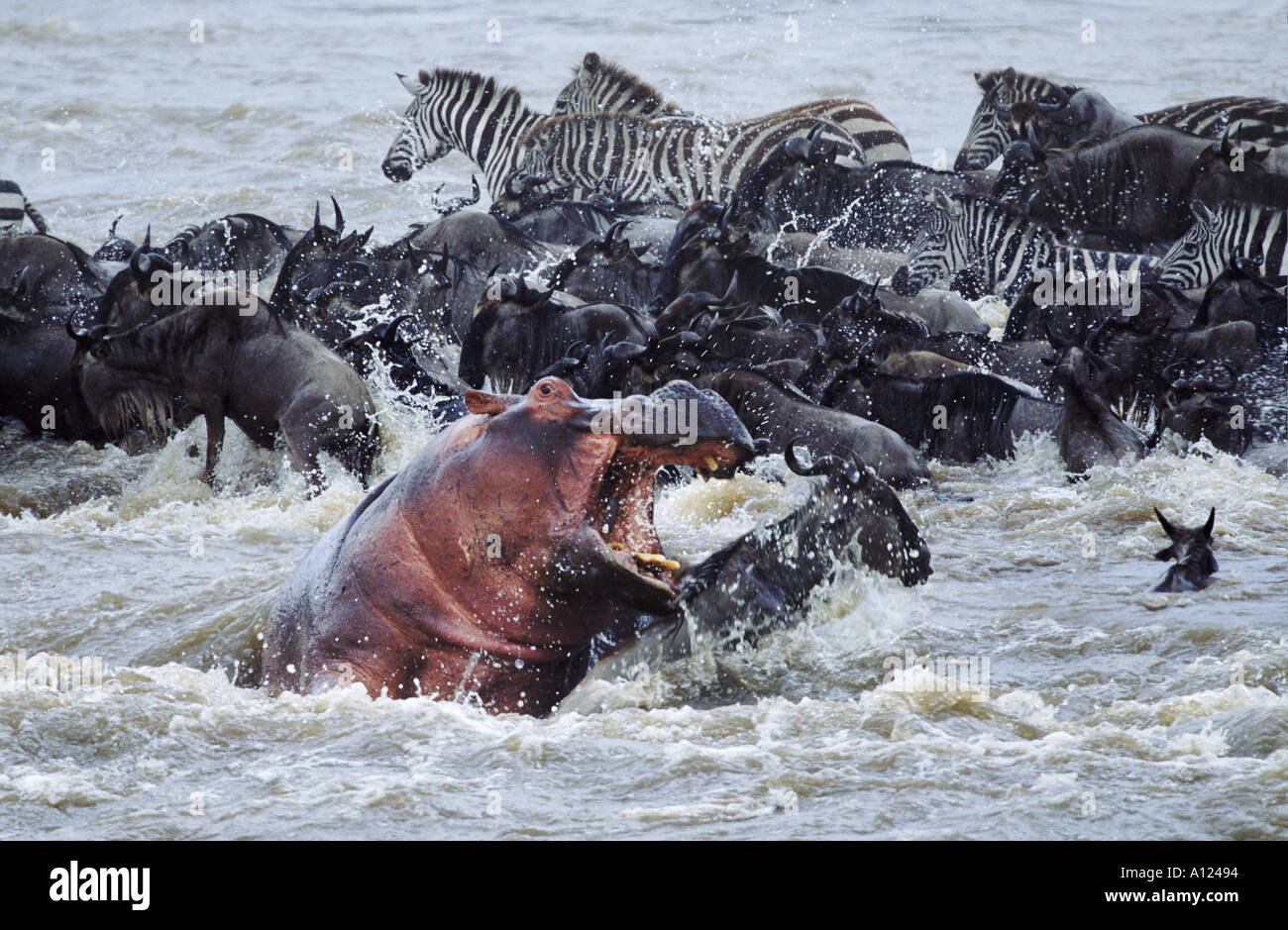 Hippopotamus avec des zèbres et des gnous traversant la rivière Mara au Kenya au cours de la migration Banque D'Images