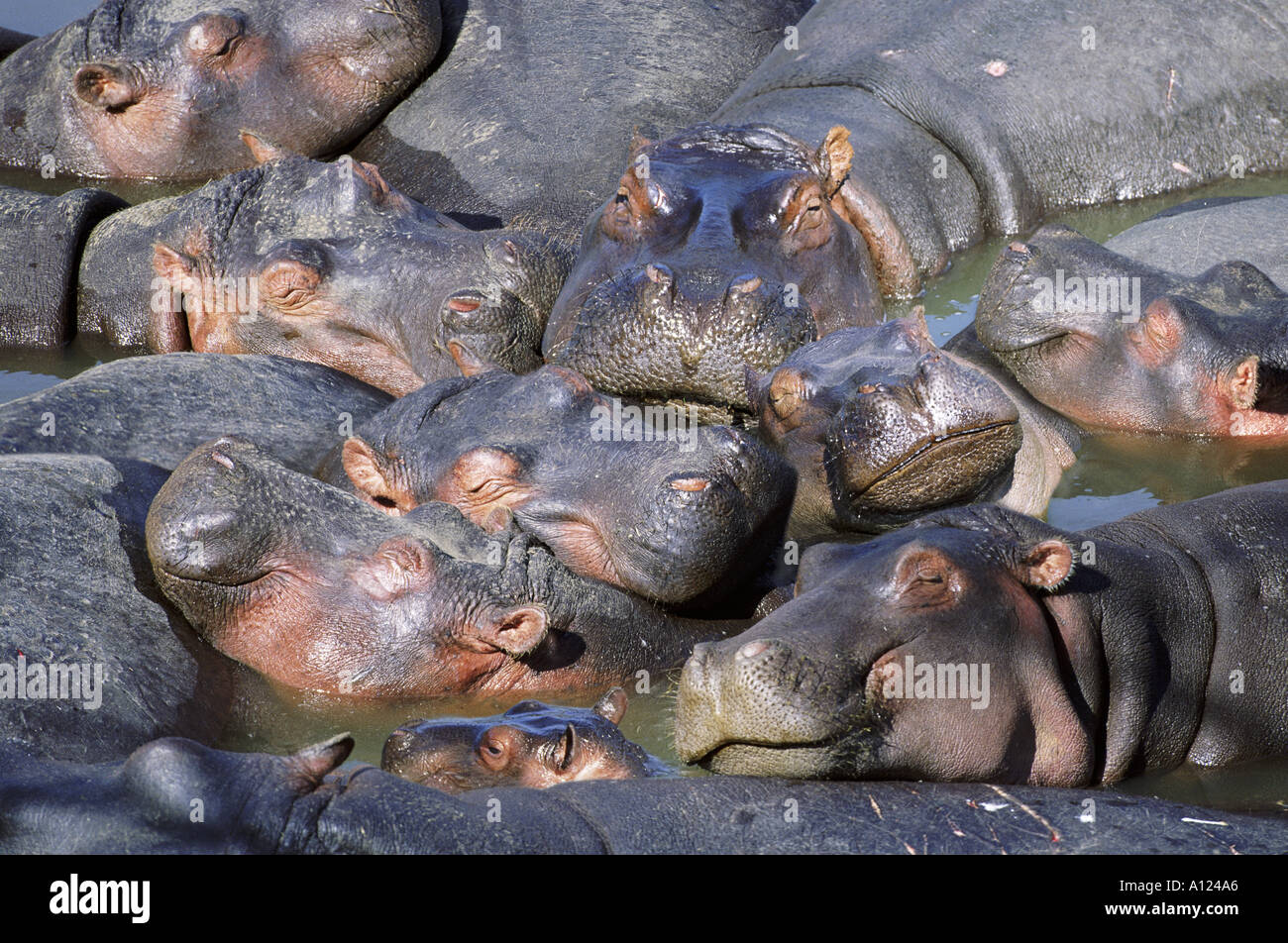 Groupe d'hippopotames se vautrer dans le Masai Mara au Kenya Banque D'Images