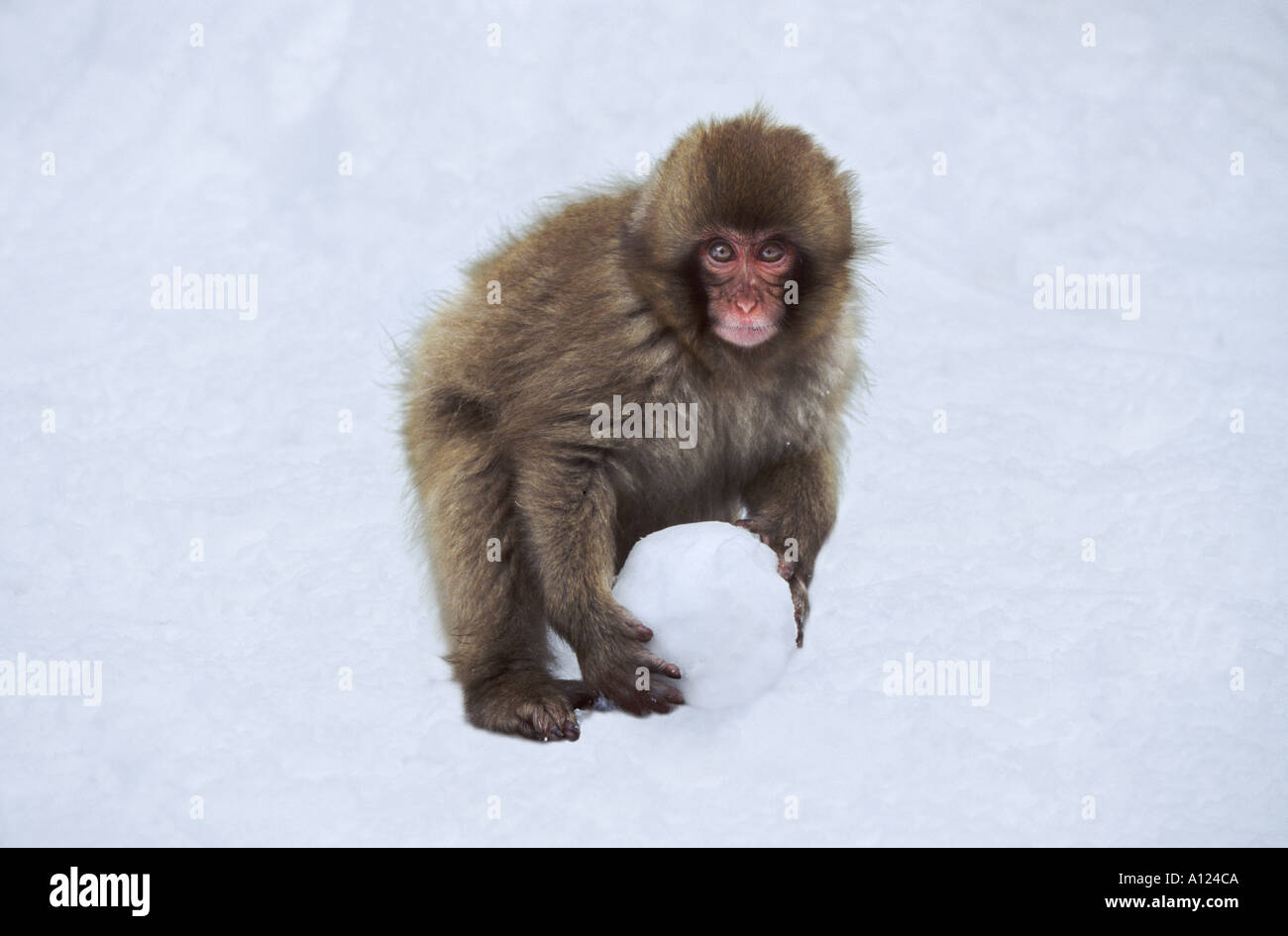 Macaque japonais snow monkey avec snowball Jigokudani Japon Banque D'Images