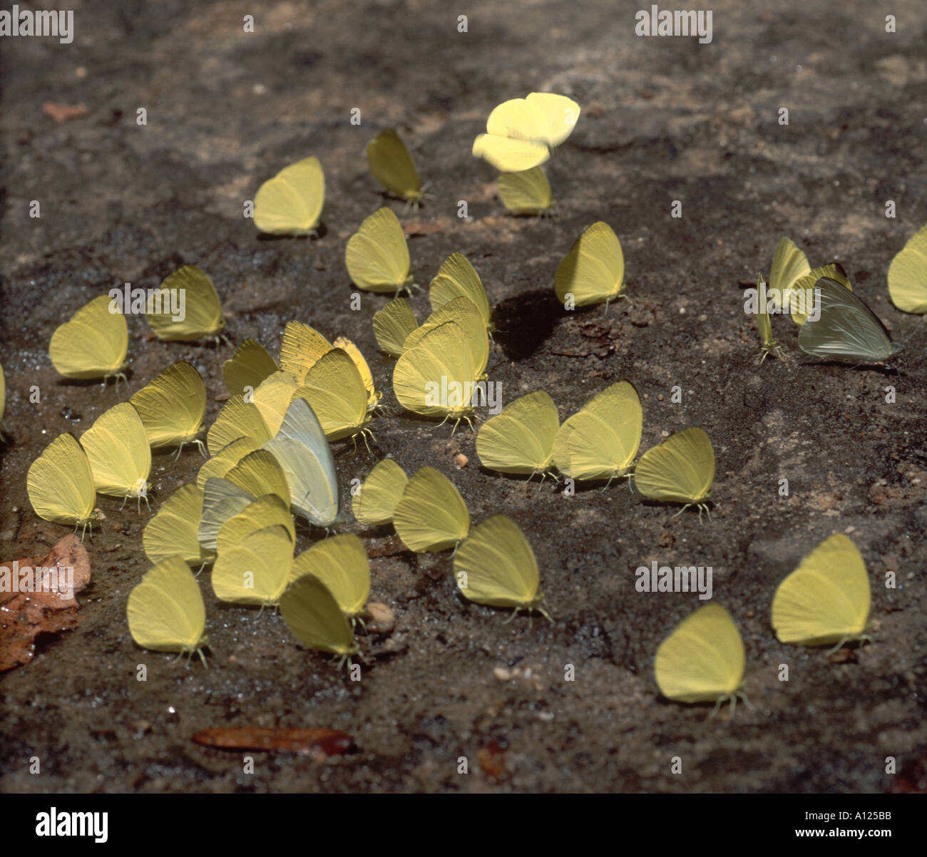 Kobal Spien Cambodge Papillons jaune Banque D'Images