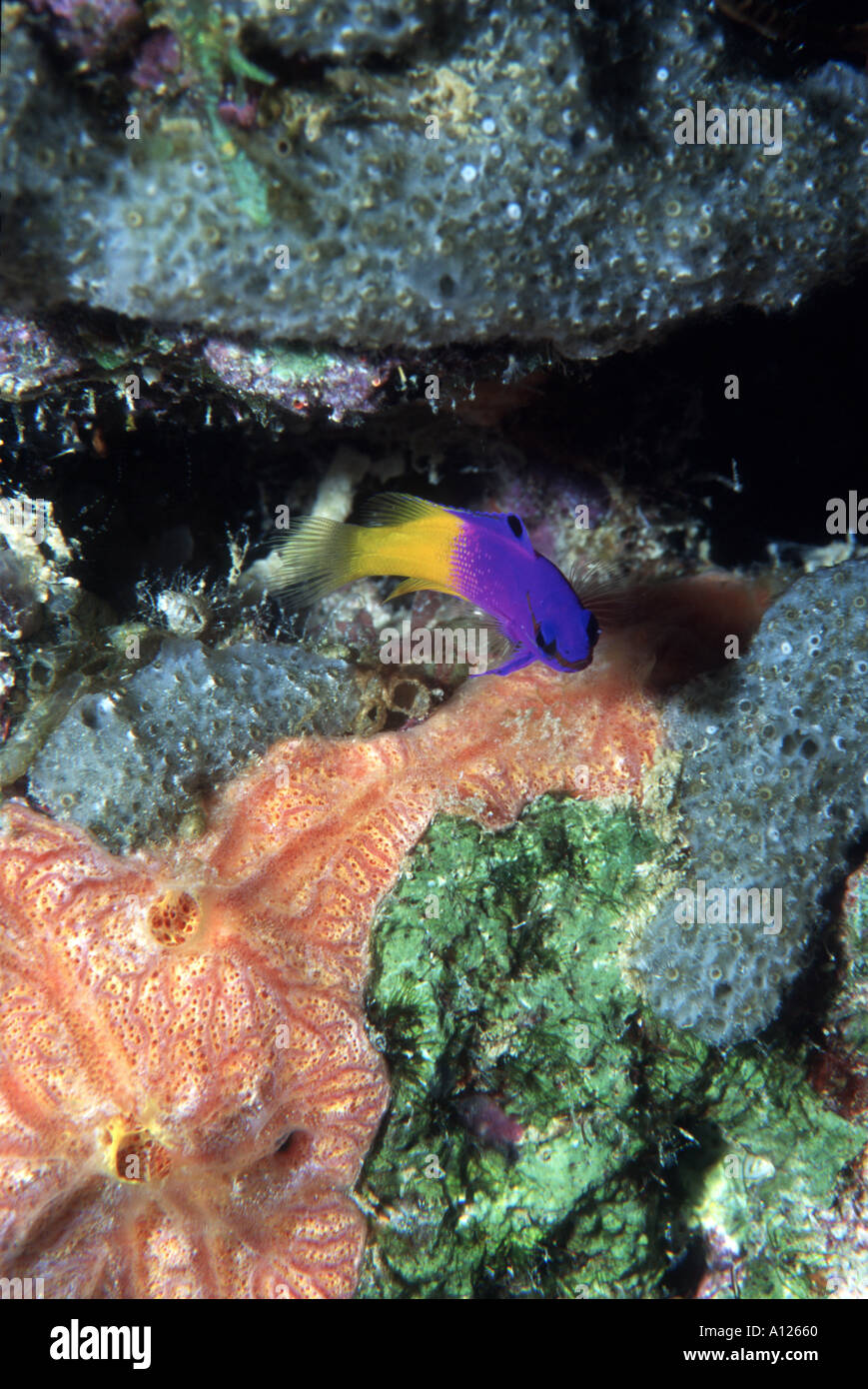 Fairy Basslet Bonaire Banque D'Images