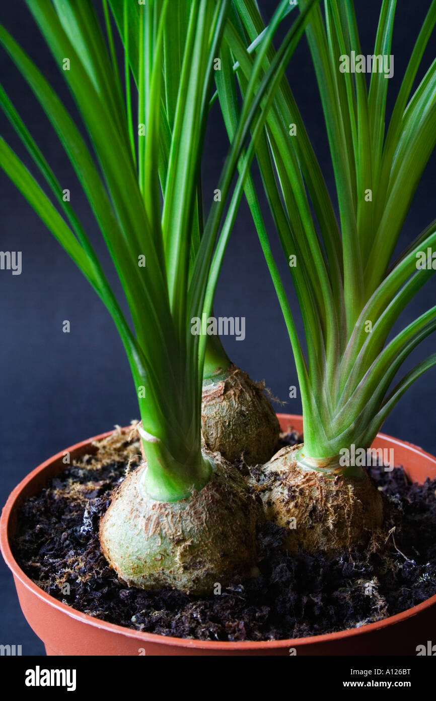 Nolina recurvata Beaucarnea recurvata () dans un pot Banque D'Images