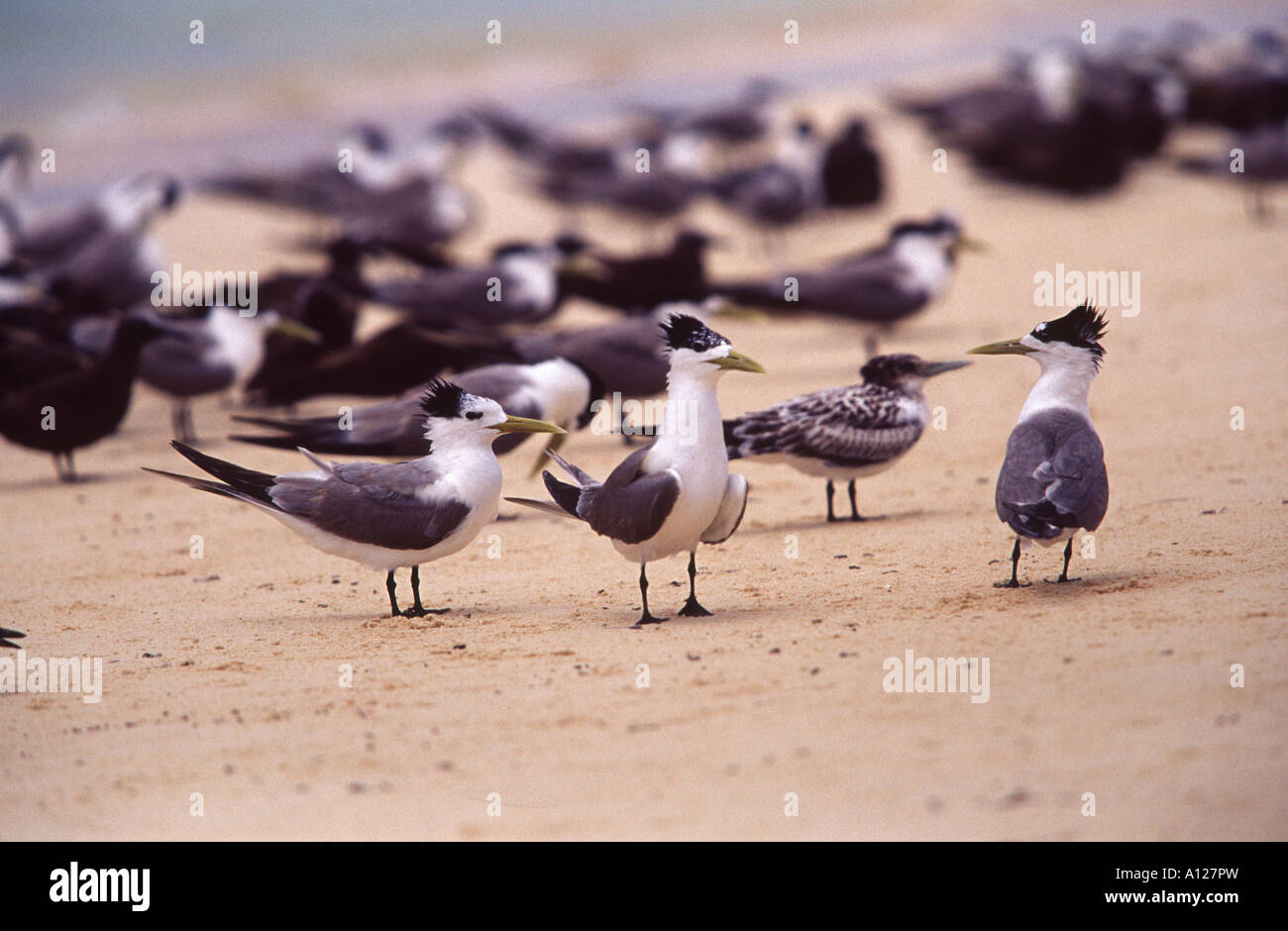 La reproduction des sternes à Crête Non Sterna bergii face off sur Michaelmas Cay, Cairns, Queensland, Australie Banque D'Images