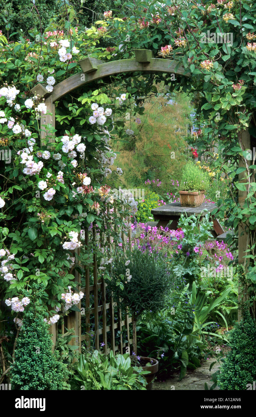 Rosa 'Paul's Himalayan Musk', lonicera, arche de jardin, Escalade Randonnée blanc rose, chèvrefeuille roses Banque D'Images