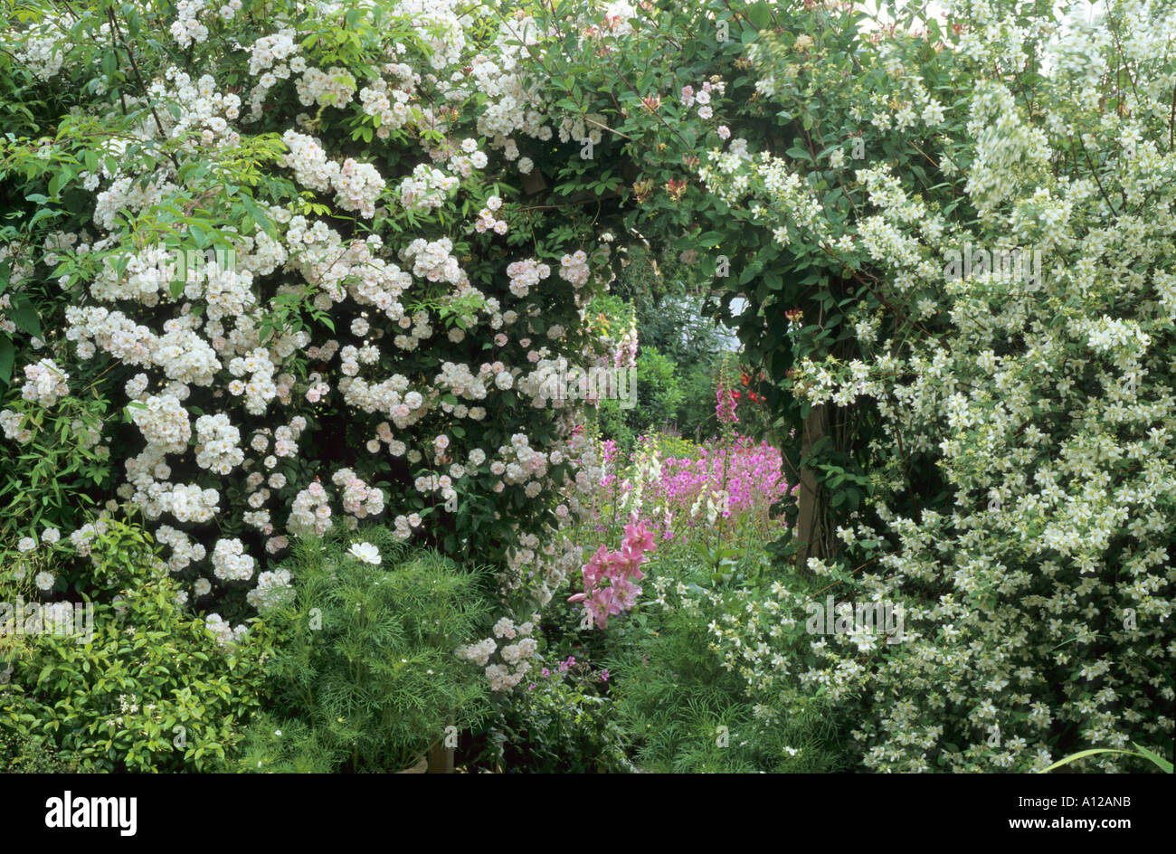 Rosa 'Paul's Himalayan Musk', Philadelphus, arche de jardin, randonnées escalade roses rose blanc Banque D'Images
