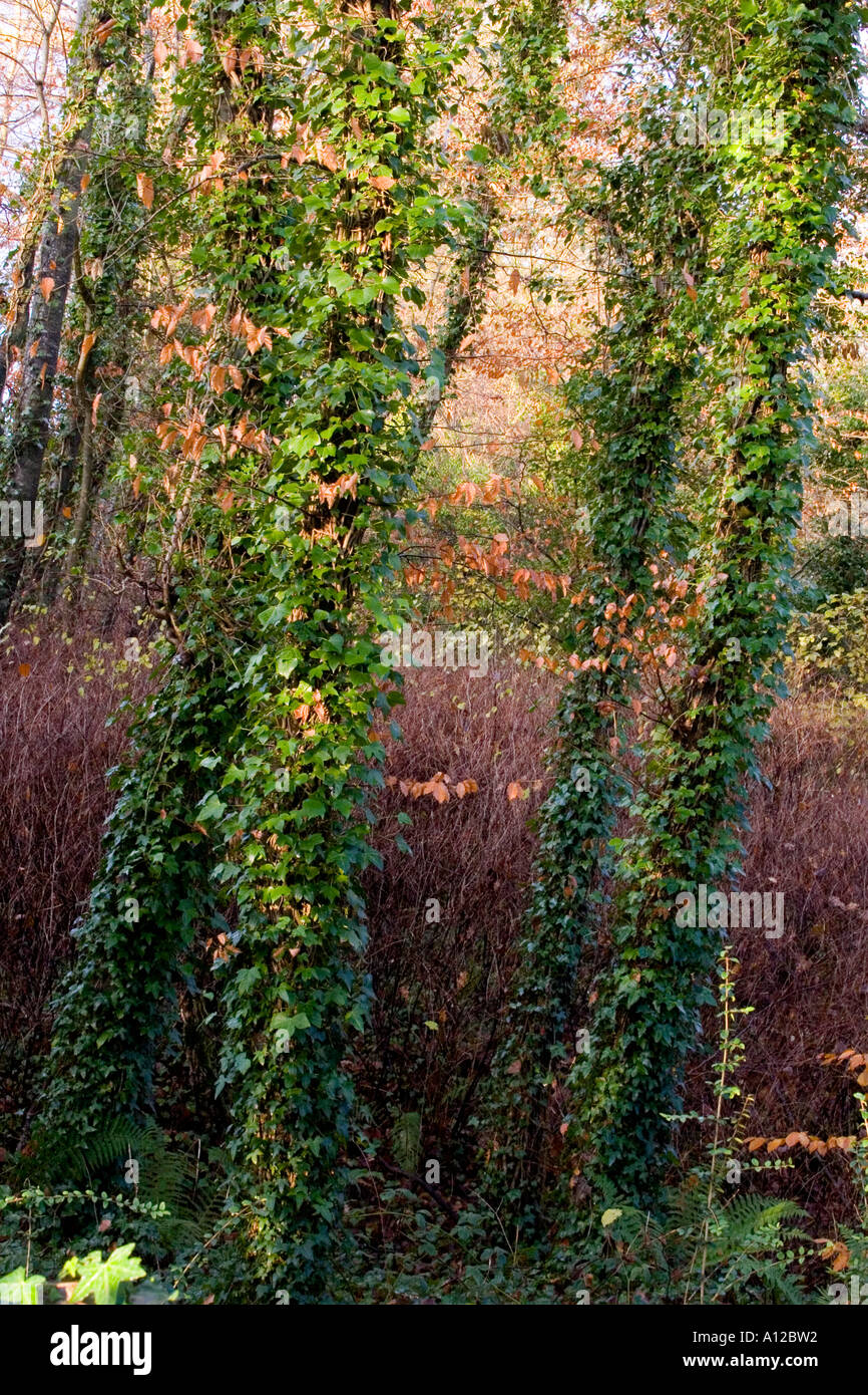 Grands arbres fine recouverte de lierre poussant dans un bois dans Ardagh, comté de Limerick, Irlande. Banque D'Images