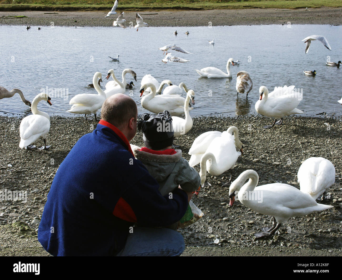 Un père et son fils, nourrir les cygnes à l'estuaire cap près de County Dublin Irlande Swords Banque D'Images