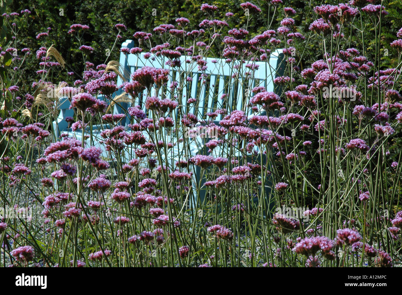 Banquette de jardin bleu vif entouré de verveine bonariensis x Jardin Merriments Hawkhurst UK Banque D'Images